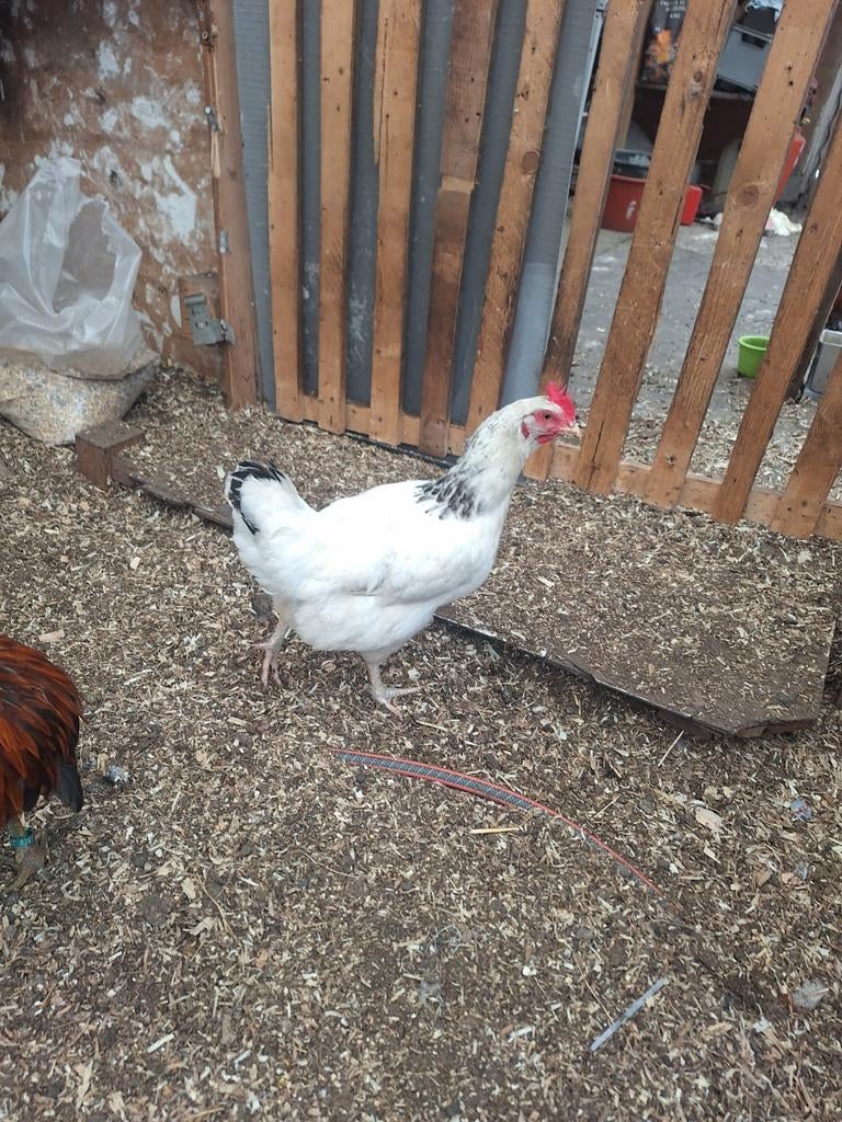 Leg kip!, Dieren en Toebehoren, Pluimvee, Kip