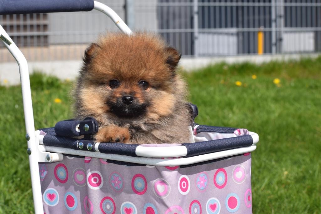 Chiot poméranien, mini-pygmée, spitz, keeshond, Animaux & Accessoires, 15 semaines à 1 an, Étranger, Loulou, Hépatite contagieuse (maladie de Rubarth)