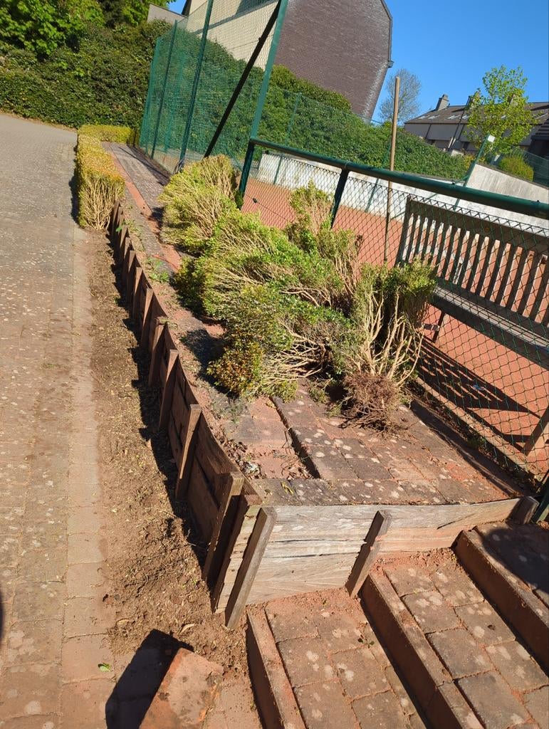 A  DONNER 30 buis juste deplantés aujourd'hui, Jardin & Terrasse, Enlèvement