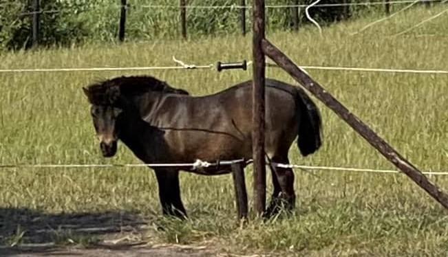 Shetlander merrie te koop, Dieren en Toebehoren, Pony's, Merrie, Niet van toepassing, 11 jaar of ouder, Met stamboom, Gechipt