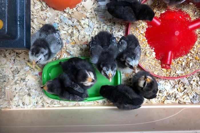 Antwerpse baardkriel kuikens, Dieren en Toebehoren, Pluimvee