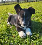 Cardigan Welsh Corgi pour chiot/chiot Corgi/chiot WCC, Animaux & Accessoires, Belgique, Un chien, Hépatite contagieuse (maladie de Rubarth)