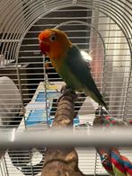 Dwergpapegaai, Dieren en Toebehoren, Geslacht onbekend, Dwergpapegaai of Agapornis, Geringd