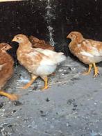 Jonge bruine legkippen, Dieren en Toebehoren, Pluimvee