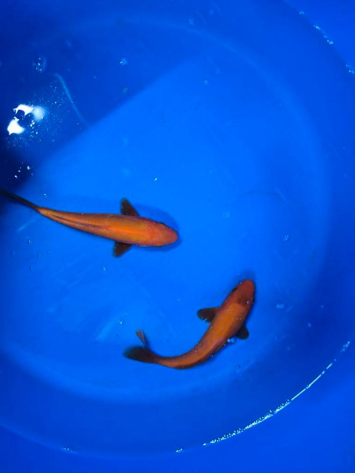 Aoki tosai mix, Animaux & Accessoires, Poissons | Poissons d'étang