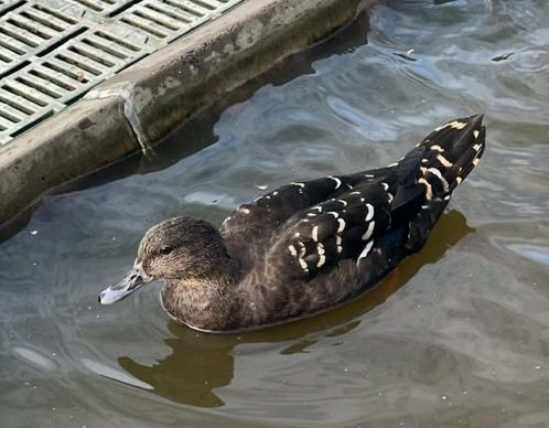 Afrikaanse zwarte eend, Dieren en Toebehoren, Pluimvee, Eend, Meerdere dieren