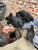 Ayam cemani, Dieren en Toebehoren, Pluimvee