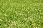Tuinonderhoud, Diensten en Vakmensen, Tuinmannen en Stratenmakers