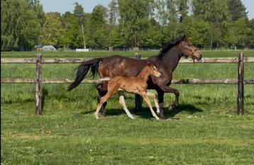 veulens, Avec pedigree, Ne s'applique pas, 0 à 2 ans, Cheval de saut
