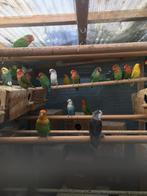 WINTERHARDE DWERGPAPEGAAIKES VANAF 50 EURO/KOPPEL, Plusieurs animaux, Perroquet nain ou Inséparable