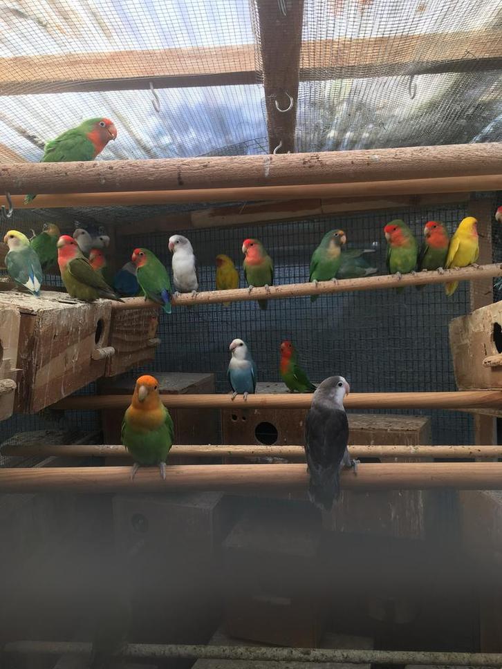 WINTERHARDE DWERGPAPEGAAIKES VANAF 50 EURO/KOPPEL, Animaux & Accessoires, Oiseaux | Perruches & Perroquets, Perroquet nain ou Inséparable