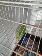 Groene parkiet ongeveer 2 jaar oud vrouw