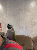 Serbian, Dieren en Toebehoren, Vogels | Parkieten en Papegaaien