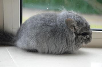 chinchilla standaard bpd RPA bokje beschikbaar voor biedingen