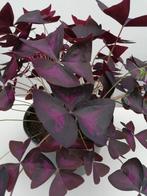 kamerplant, Huis en Inrichting, Kamerplanten, Ophalen, Overige soorten, Halfschaduw, In pot