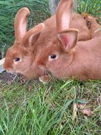 Vaal van bourgondië, Dieren en Toebehoren, Konijnen, Meerdere dieren, Middelgroot, 0 tot 2 jaar