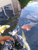 Lipstick koi, Dieren en Toebehoren, Vissen | Vijvervissen