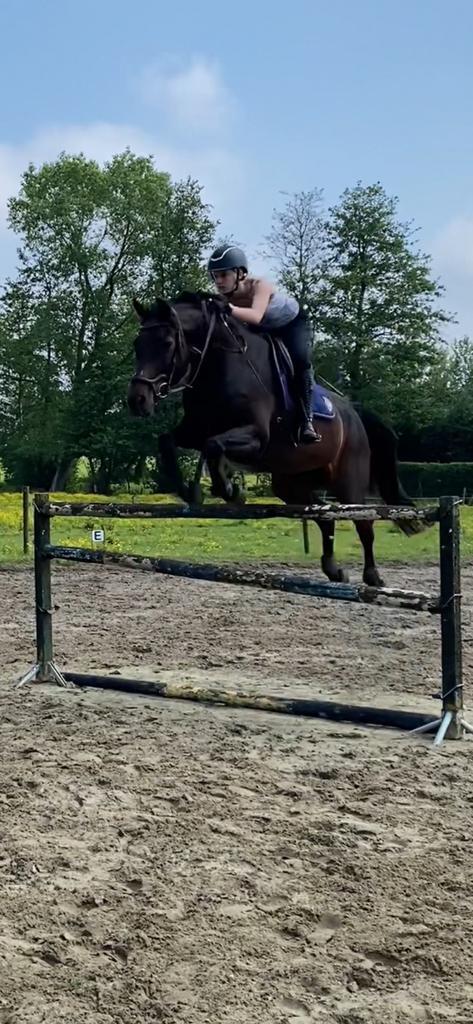 Stalhulp aangeboden, Dieren en Toebehoren, Paarden