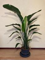 mooie tropische kamerplant 160x100 - Paradijsvogelplant, Palm, 150 tot 200 cm, Halfschaduw, In pot