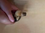 Baby indische loopeenden, Dieren en Toebehoren, Overige Dieren, Meerdere dieren