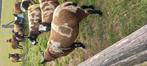 Baggerbonte ram, Dieren en Toebehoren