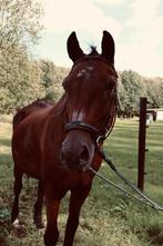 Superlieve merrie zoekt huisje, Dieren en Toebehoren, Paarden, Merrie