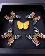 Kaléidoscope de 5 papillons Phoebis Argante & Urania Ripheus, Insecte, Animal empaillé, Enlèvement ou Envoi, Neuf