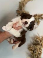 Border collie pups (vele kleuren), België, CDV (hondenziekte), 8 tot 15 weken, Collie