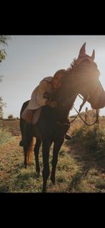 Ponny, Dieren en Toebehoren, Pony's, Zadelmak, 11 jaar of ouder, Recreatiepony, D pony (1.37m tot 1.48m)