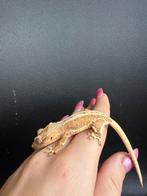 Orange lilly white wimpergekko, Dieren en Toebehoren