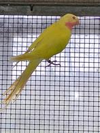 princess off wales, Dieren en Toebehoren, Vogels | Parkieten en Papegaaien, Mannelijk, Parkiet, Geringd