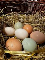 Broedeieren eigen kippensoort in ontwikkeling, Dieren en Toebehoren, Geslacht onbekend, Kip