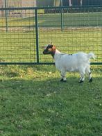 Wij zoeken geiten, Dieren en Toebehoren, Schapen, Geiten en Varkens