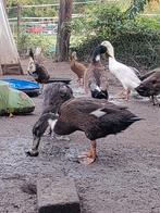 Loopeend, Dieren en Toebehoren, Pluimvee, Vrouwelijk, Eend