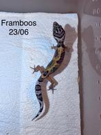 Baby luipaardgekko’s, Overige soorten, Tam, 0 tot 2 jaar