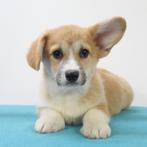 Welsh Corgi - pups te koop, Dieren en Toebehoren, Honden | Herdershonden en Veedrijvers, 15 weken tot 1 jaar, Buitenland, CDV (hondenziekte)