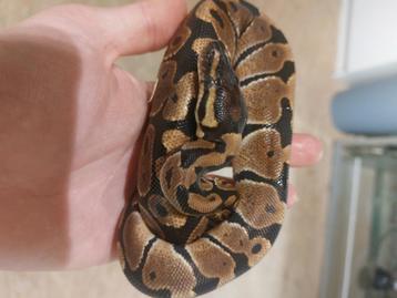 4 jeune Pythons royale couleur naturel et sélection  beschikbaar voor biedingen