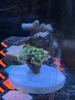 Golden nugget koraal, Ophalen, Zo goed als nieuw