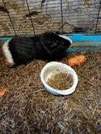 Cavia beertje, Dieren en Toebehoren, Cavia, Mannelijk, December, Tam