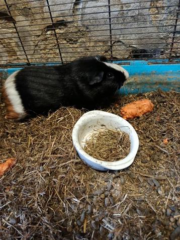 Cavia beertje  beschikbaar voor biedingen