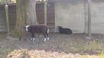 Sterke Zwartbles ram, Dieren en Toebehoren, Stalling en Weidegang