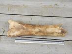 Mammouth - Fossile - tibia 70 cm, Fossile, Enlèvement ou Envoi