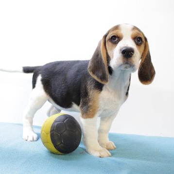 Beagle pups te koop (Belgisch) beschikbaar voor biedingen