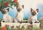 3  SIAMESE  KATJES  KITTENS, Collections, Cartes postales | Animaux, Envoi, 1980 à nos jours, Affranchie, Chien ou Chat