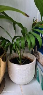 Plante, Maison & Meubles, Plantes d'intérieur, Enlèvement ou Envoi