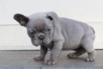 Lilac Frans Bulldog teefje, 8 weekjes, Dieren en Toebehoren, België, Fokker | Hobbymatig, CDV (hondenziekte), 8 tot 15 weken