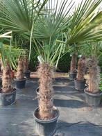 Palmbomen winterhard, Tuin en Terras, Planten | Bomen, In pot, Halfschaduw, Lente, Ophalen