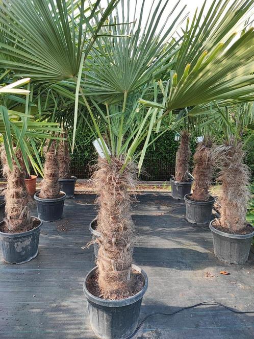 Palmbomen winterhard, Tuin en Terras, Planten | Bomen, Palmboom, 100 tot 250 cm, Halfschaduw, Lente, In pot, Ophalen