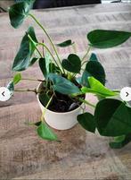 Planten, Ophalen