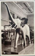 TERVUEREN - Museum van Belgisch Congo, Ophalen of Verzenden, Voor 1920, Ongelopen, Vlaams-Brabant